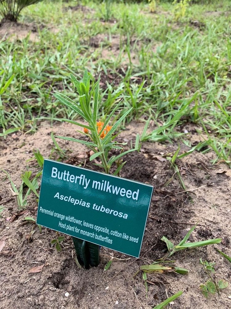 asclepias-tuberosa-butterfly-milkweed