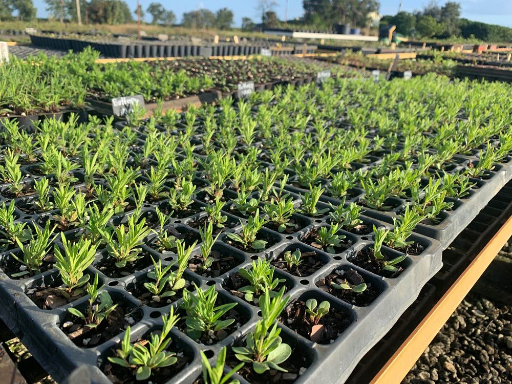 asclepias-tuberosa-butterfly-milkweed