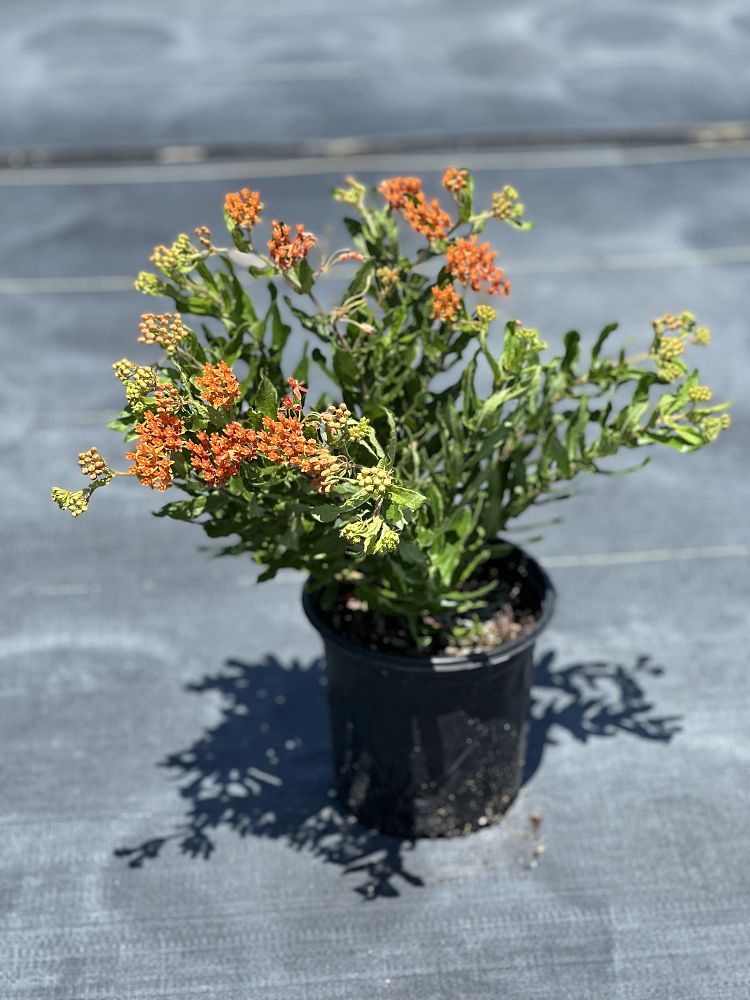 asclepias-tuberosa-butterfly-milkweed