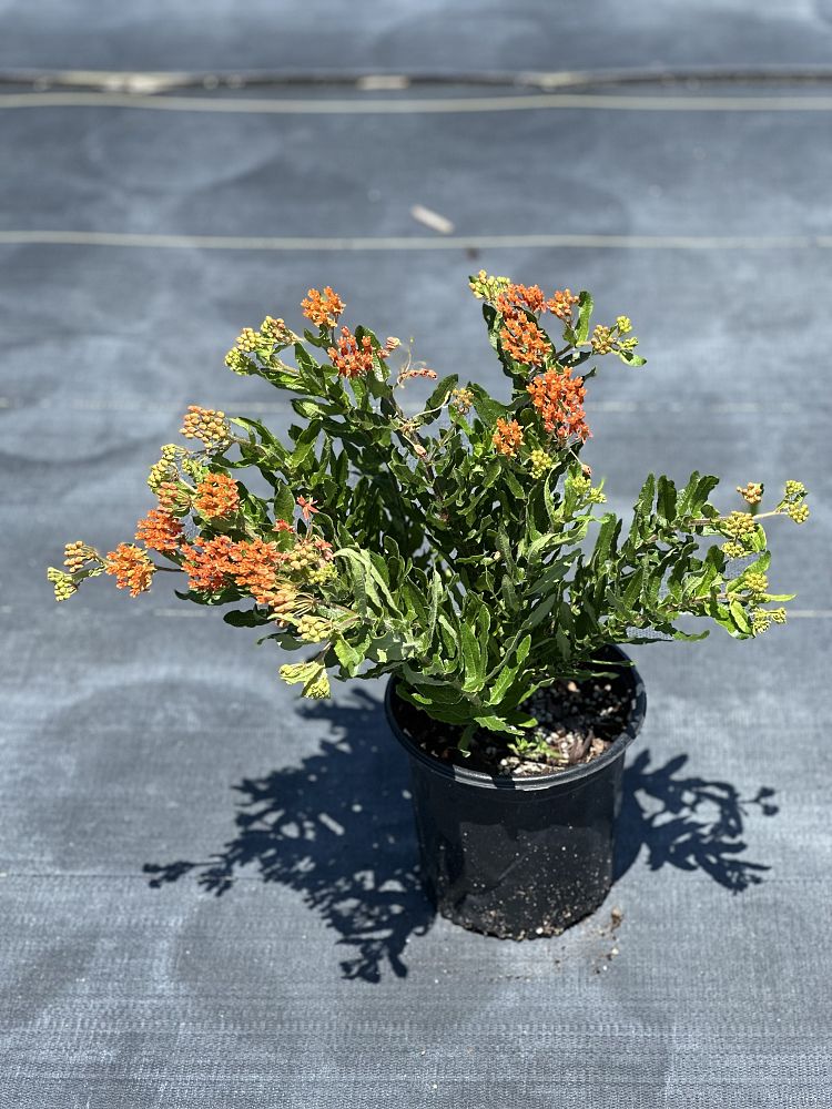 asclepias-tuberosa-butterfly-milkweed