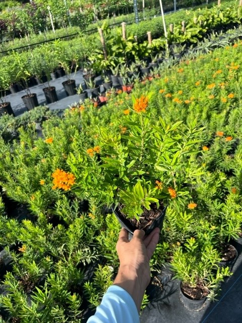 asclepias-tuberosa-butterfly-milkweed