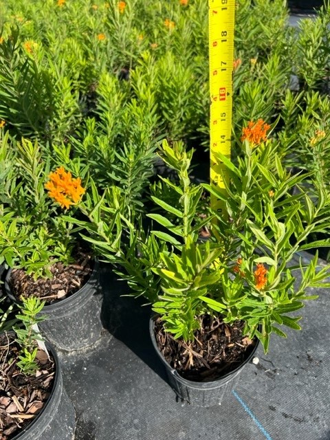 asclepias-tuberosa-butterfly-milkweed
