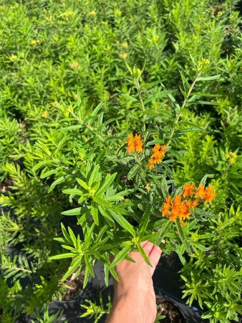 asclepias-tuberosa-butterfly-milkweed