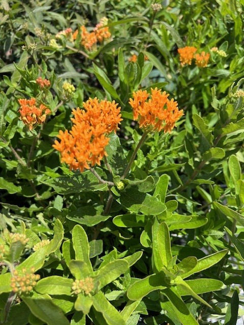 asclepias-tuberosa-butterfly-milkweed