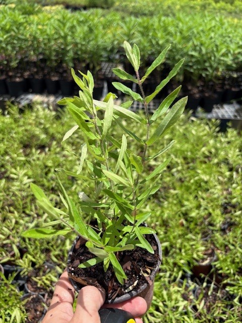 asclepias-tuberosa-butterfly-milkweed