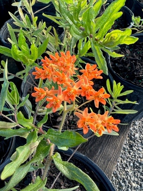 asclepias-tuberosa-butterfly-milkweed
