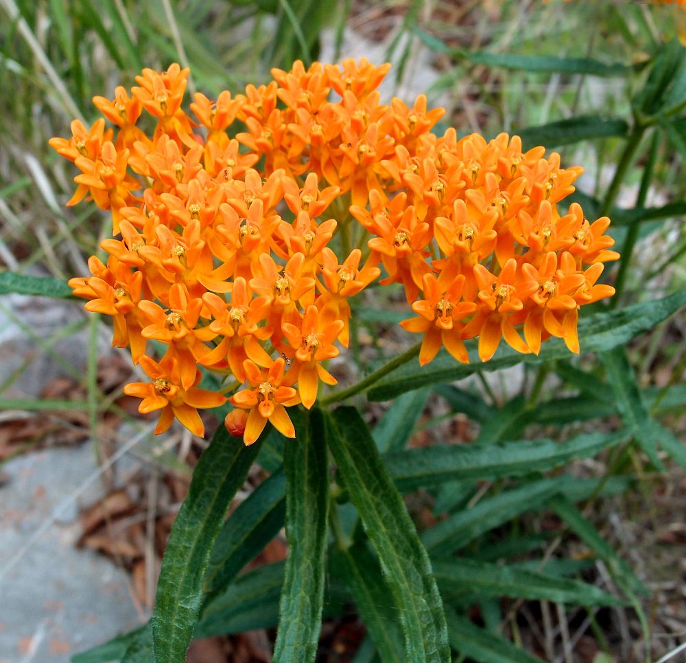 asclepias-tuberosa-butterfly-milkweed