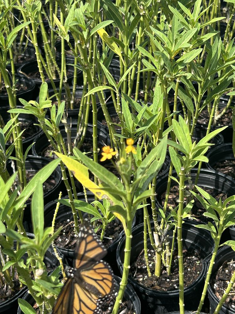 asclepias-tuberosa-butterfly-milkweed