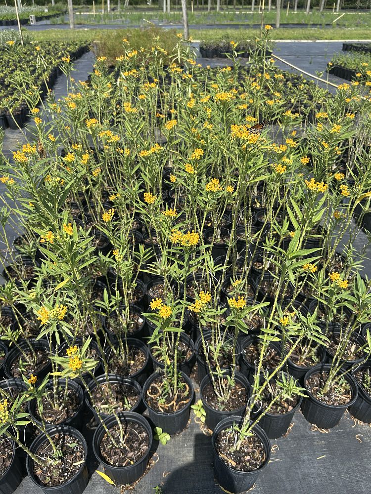 asclepias-tuberosa-butterfly-milkweed