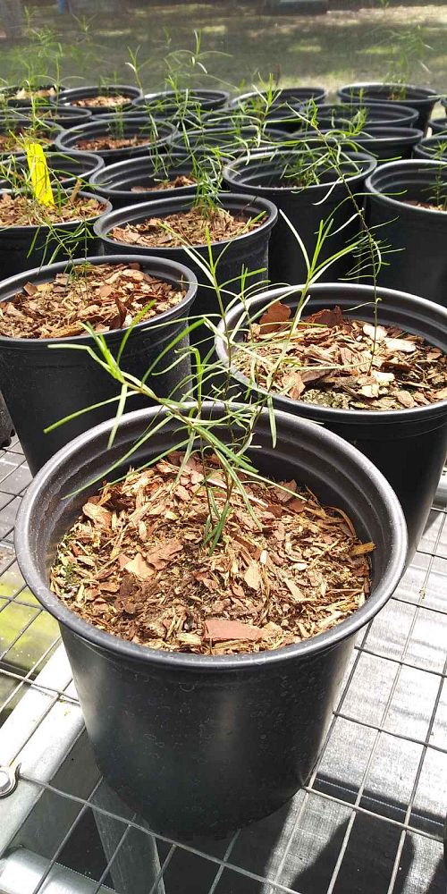 asclepias-verticillata-whorled-milkweed