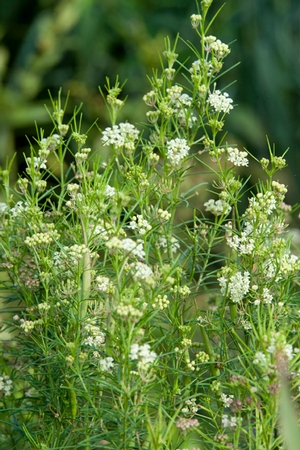 asclepias-verticillata-whorled-milkweed