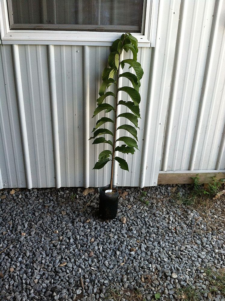 asimina-triloba-pawpaw