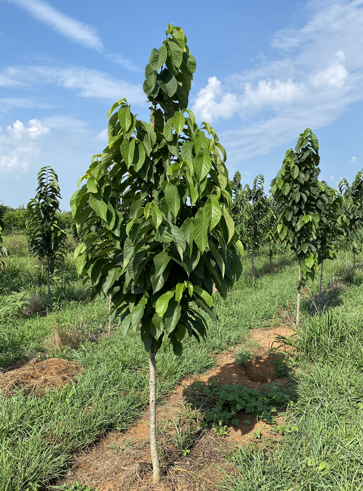 asimina-triloba-pawpaw