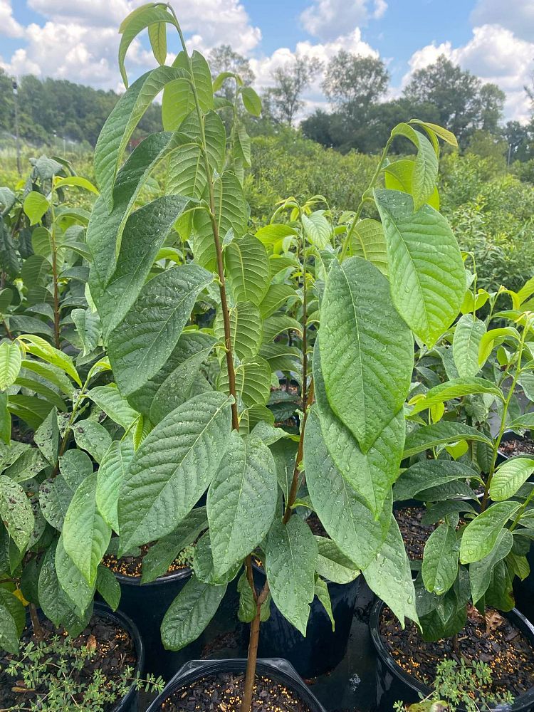 asimina-triloba-pawpaw