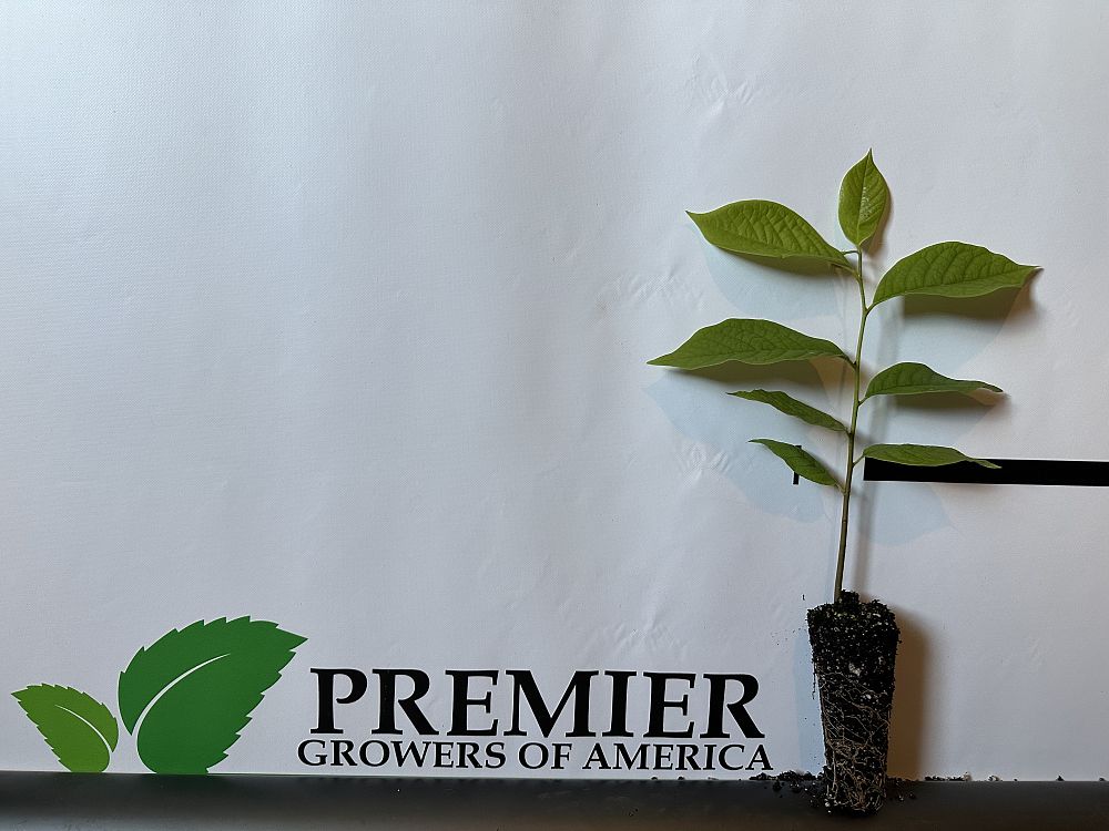 asimina-triloba-pawpaw