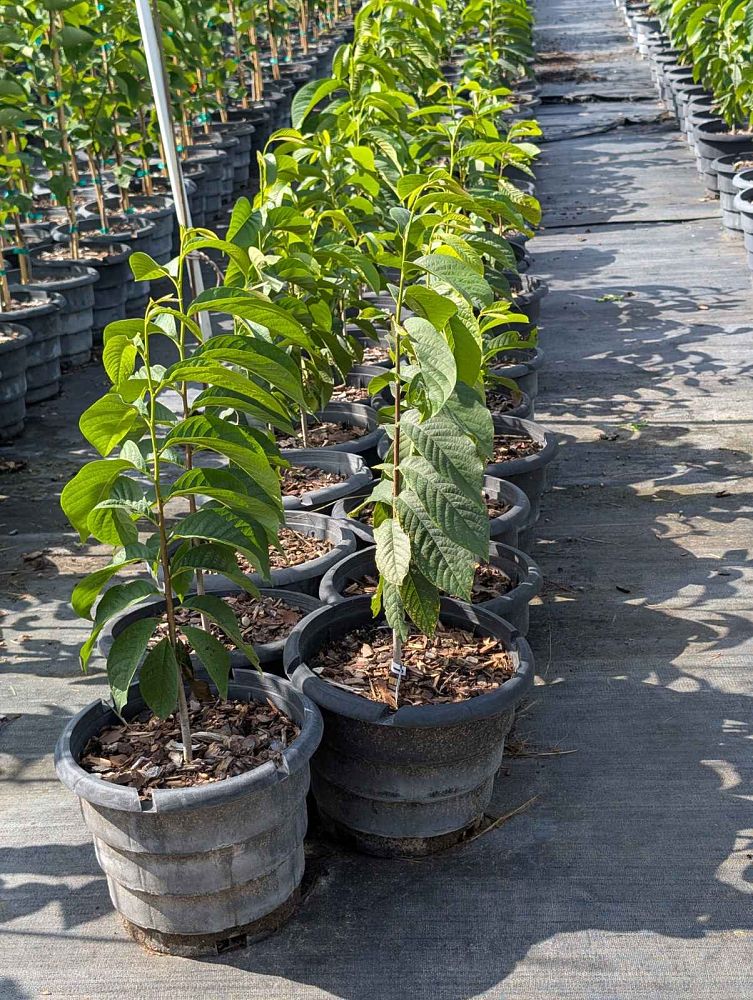 asimina-triloba-pawpaw