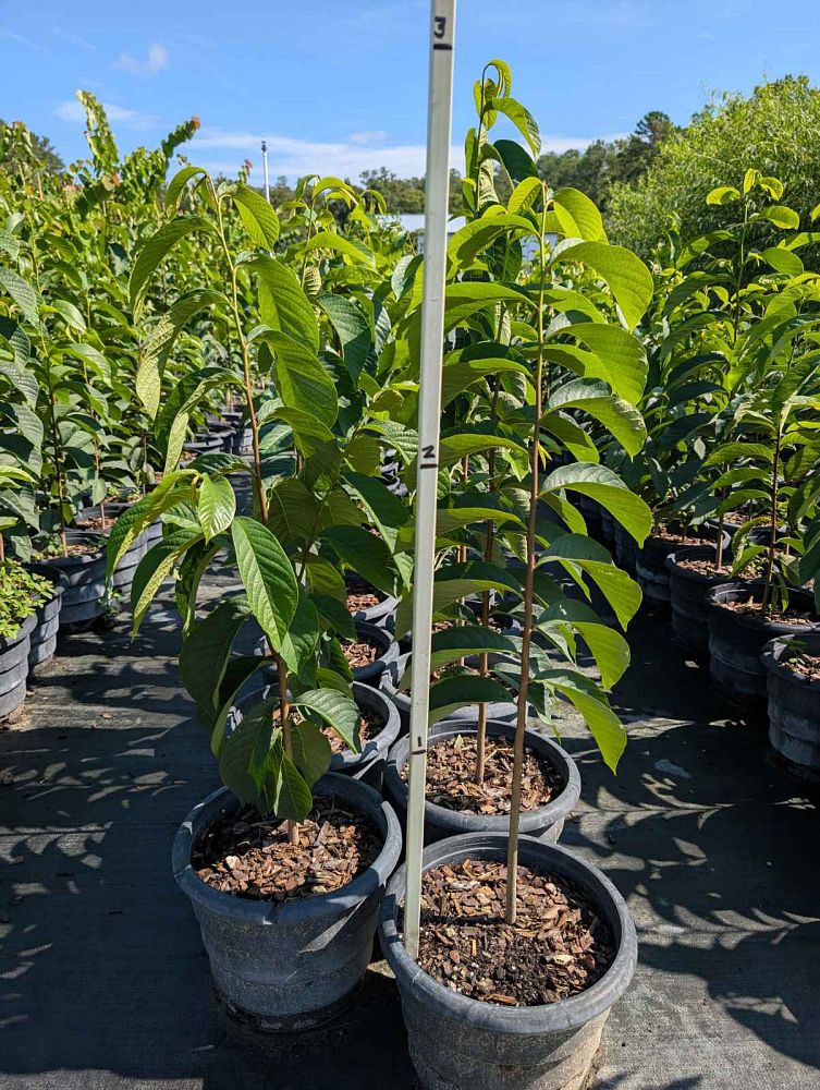 asimina-triloba-pawpaw