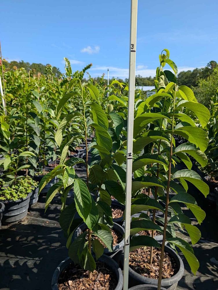 asimina-triloba-pawpaw
