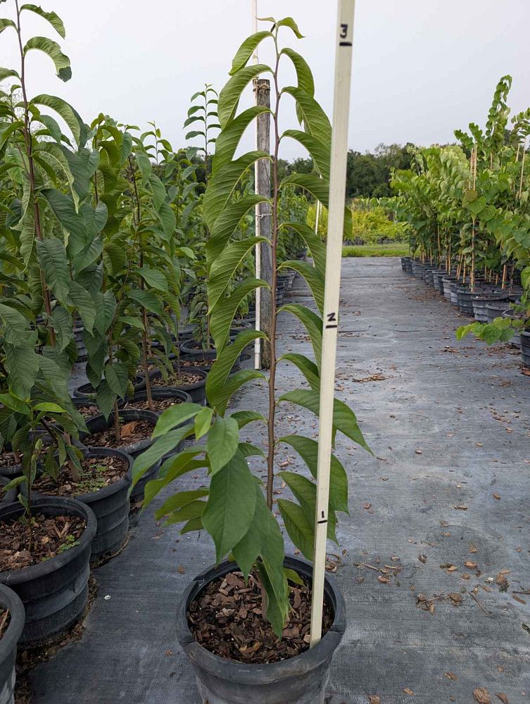 asimina-triloba-pawpaw