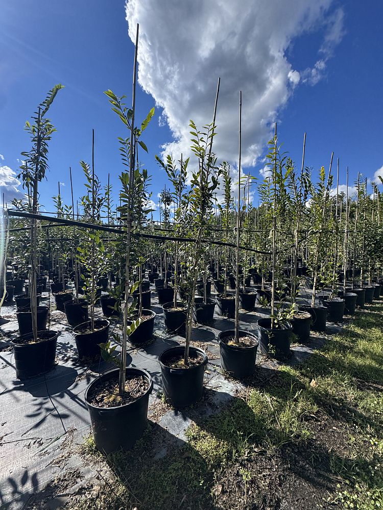 asimina-triloba-pawpaw