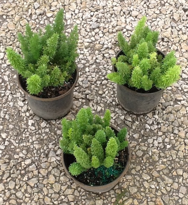 asparagus-densiflorus-meyerii-foxtail-fern-asparagus-densiflorus-myers