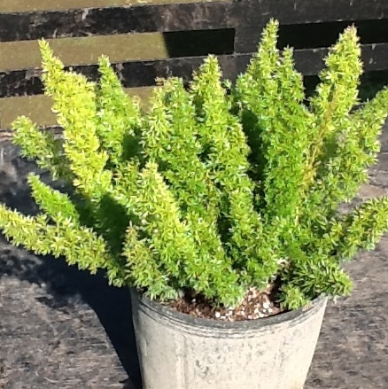 asparagus-densiflorus-meyerii-foxtail-fern-asparagus-densiflorus-myers