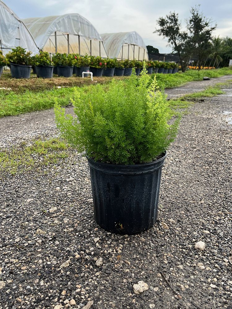 asparagus-densiflorus-meyerii-foxtail-fern-asparagus-densiflorus-myers