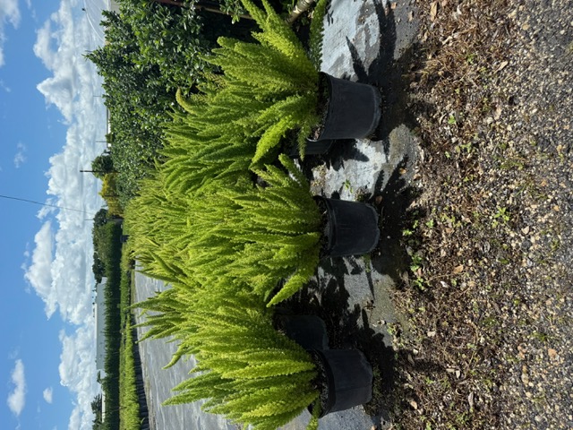 asparagus-densiflorus-meyerii-foxtail-fern-asparagus-densiflorus-myers