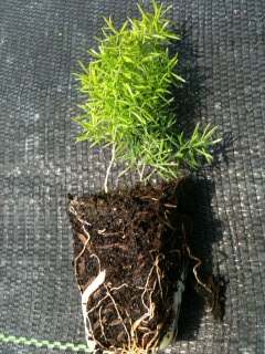 asparagus-densiflorus-meyerii-foxtail-fern-asparagus-densiflorus-myers