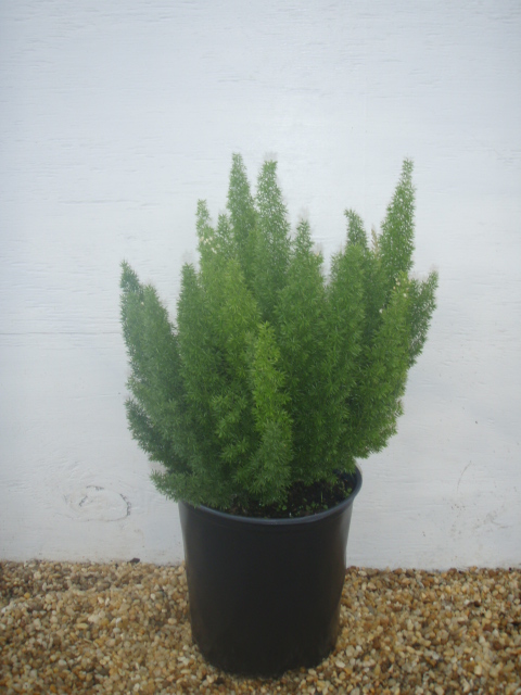 asparagus-densiflorus-meyerii-foxtail-fern-asparagus-densiflorus-myers