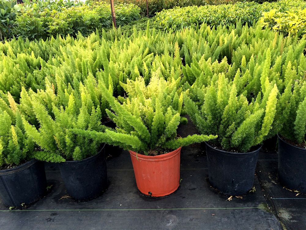 asparagus-densiflorus-meyerii-foxtail-fern-asparagus-densiflorus-myers