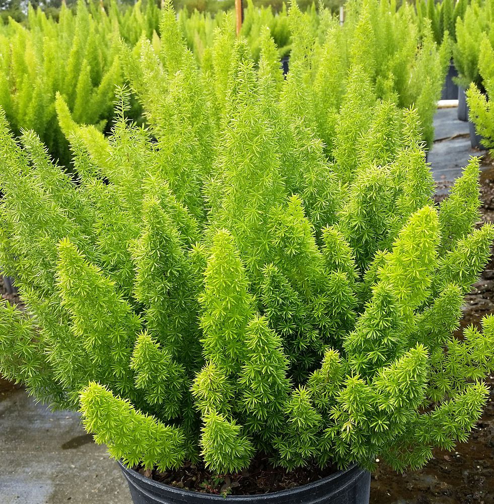 asparagus-densiflorus-meyerii-foxtail-fern-asparagus-densiflorus-myers