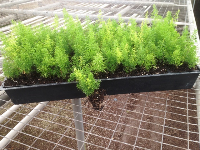 asparagus-densiflorus-meyerii-foxtail-fern-asparagus-densiflorus-myers