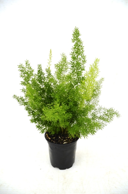 asparagus-densiflorus-meyerii-foxtail-fern-asparagus-densiflorus-myers