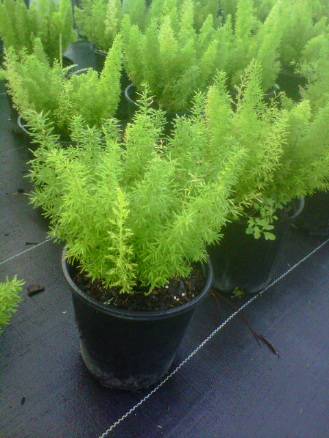 asparagus-densiflorus-meyerii-foxtail-fern-asparagus-densiflorus-myers