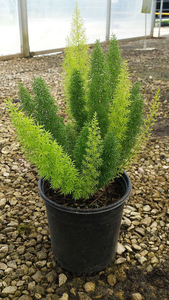 asparagus-densiflorus-meyerii-foxtail-fern-asparagus-densiflorus-myers