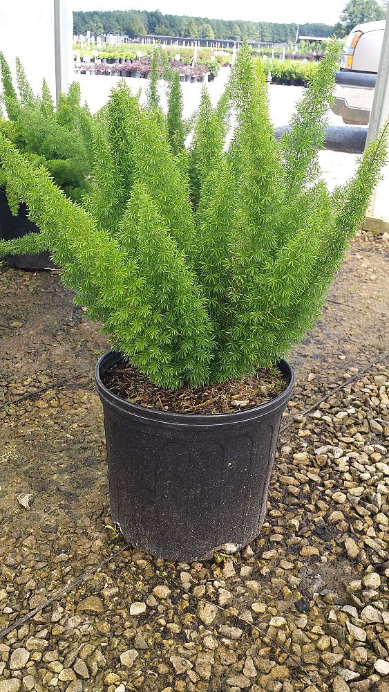 asparagus-densiflorus-meyerii-foxtail-fern-asparagus-densiflorus-myers