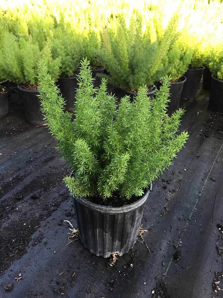 asparagus-densiflorus-meyerii-foxtail-fern-asparagus-densiflorus-myers