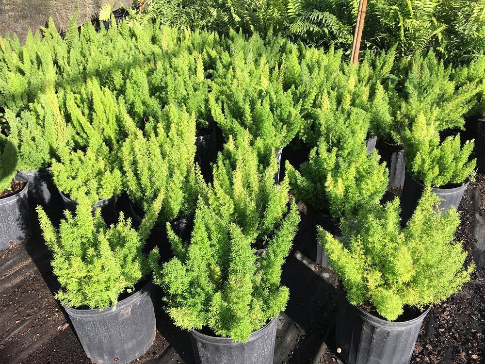 asparagus-densiflorus-meyerii-foxtail-fern-asparagus-densiflorus-myers