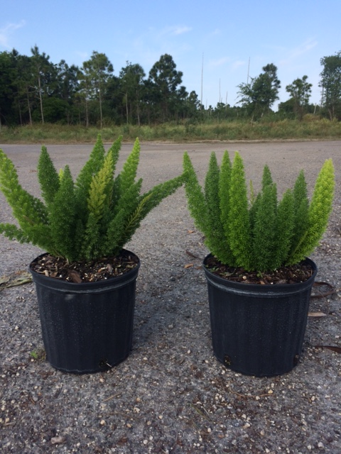 asparagus-densiflorus-meyerii-foxtail-fern-asparagus-densiflorus-myers