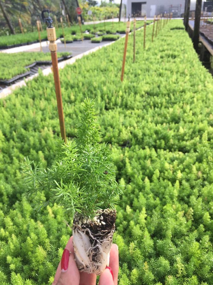 asparagus-densiflorus-meyerii-foxtail-fern-asparagus-densiflorus-myers