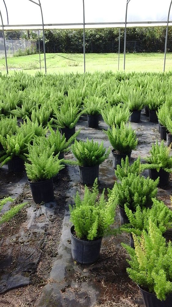 asparagus-densiflorus-meyerii-foxtail-fern-asparagus-densiflorus-myers