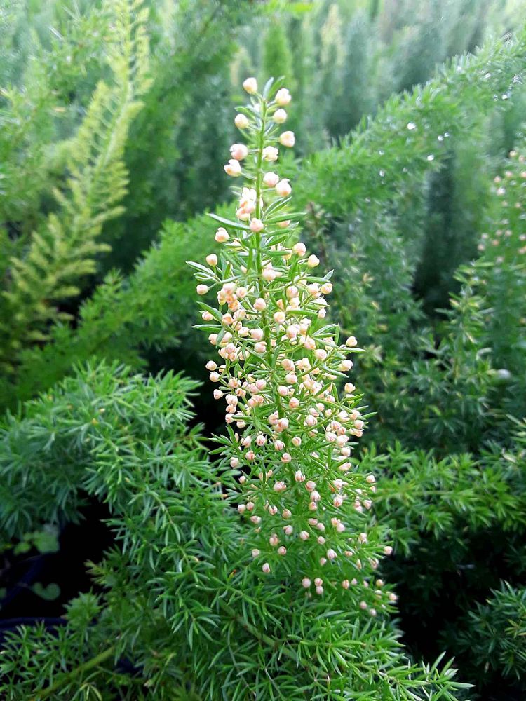 asparagus-densiflorus-meyerii-foxtail-fern-asparagus-densiflorus-myers