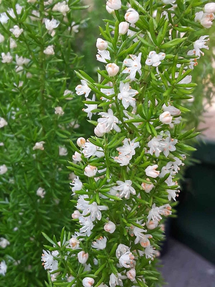asparagus-densiflorus-meyerii-foxtail-fern-asparagus-densiflorus-myers