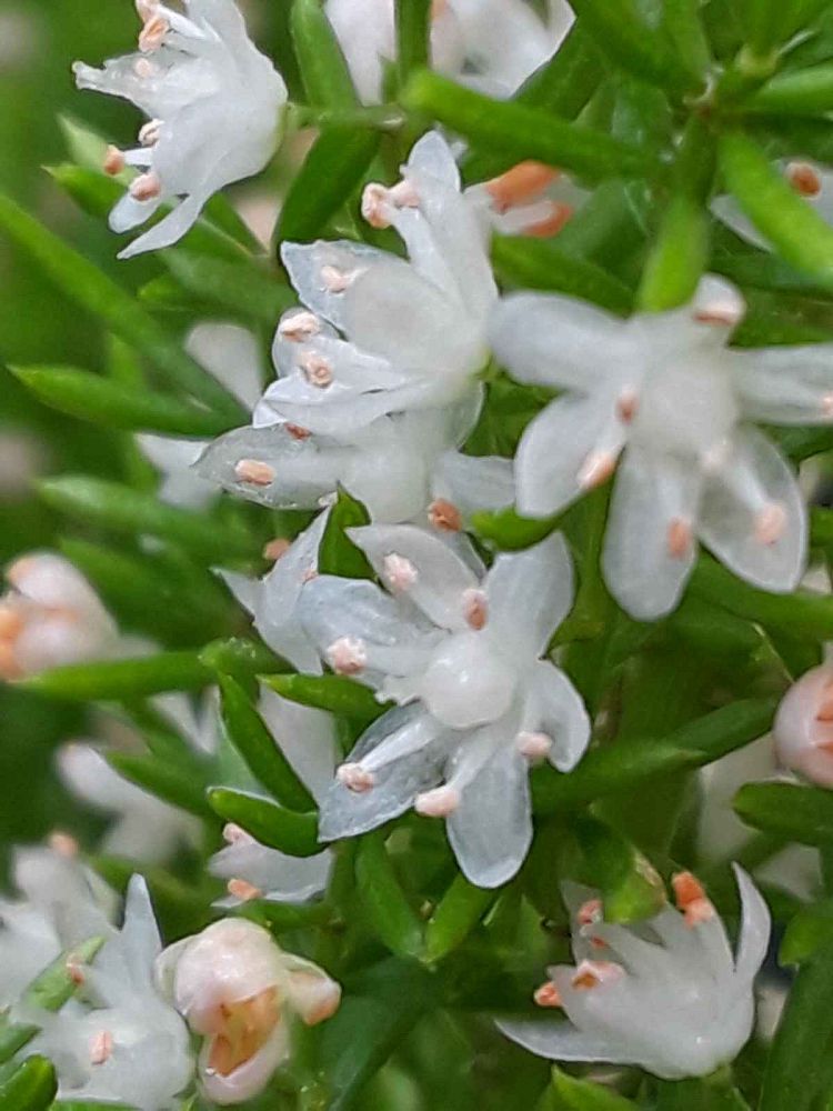 asparagus-densiflorus-meyerii-foxtail-fern-asparagus-densiflorus-myers
