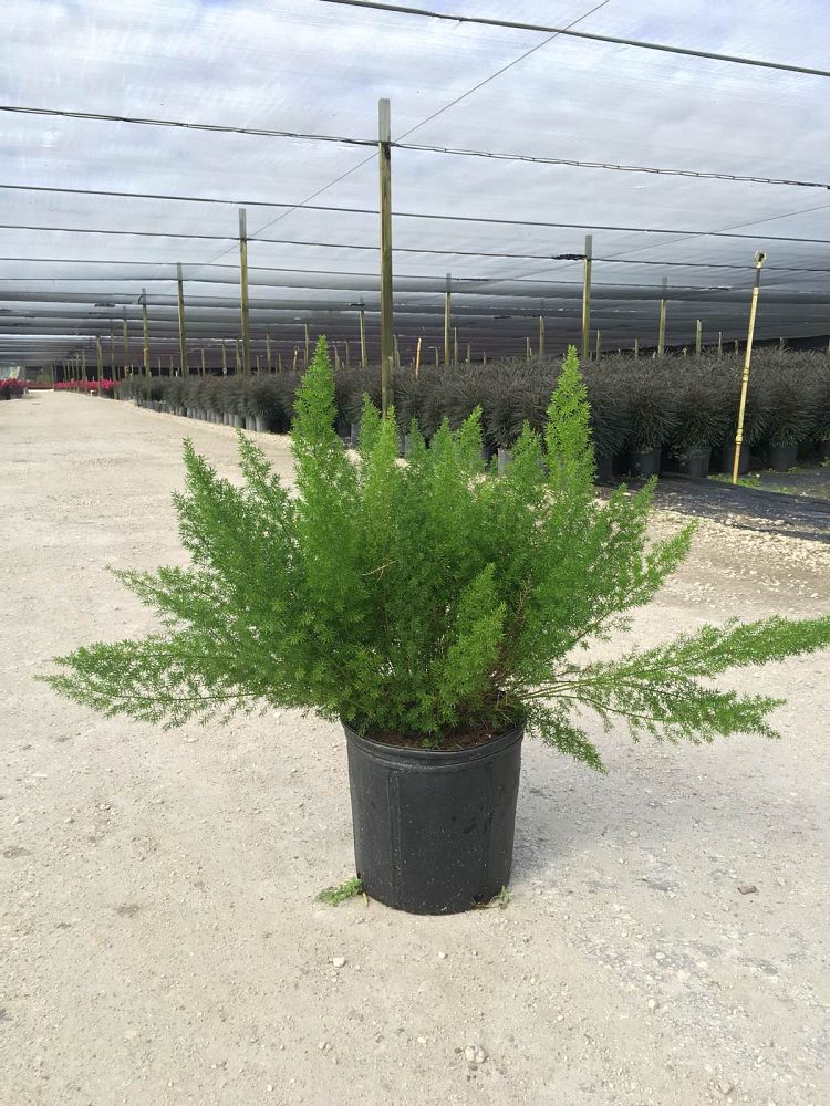 asparagus-densiflorus-meyerii-foxtail-fern-asparagus-densiflorus-myers