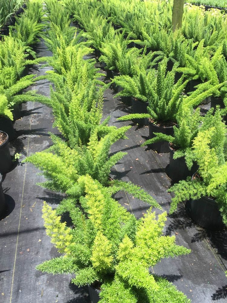 asparagus-densiflorus-meyerii-foxtail-fern-asparagus-densiflorus-myers