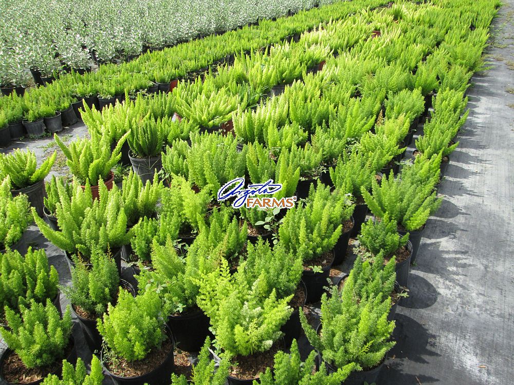 asparagus-densiflorus-meyerii-foxtail-fern-asparagus-densiflorus-myers