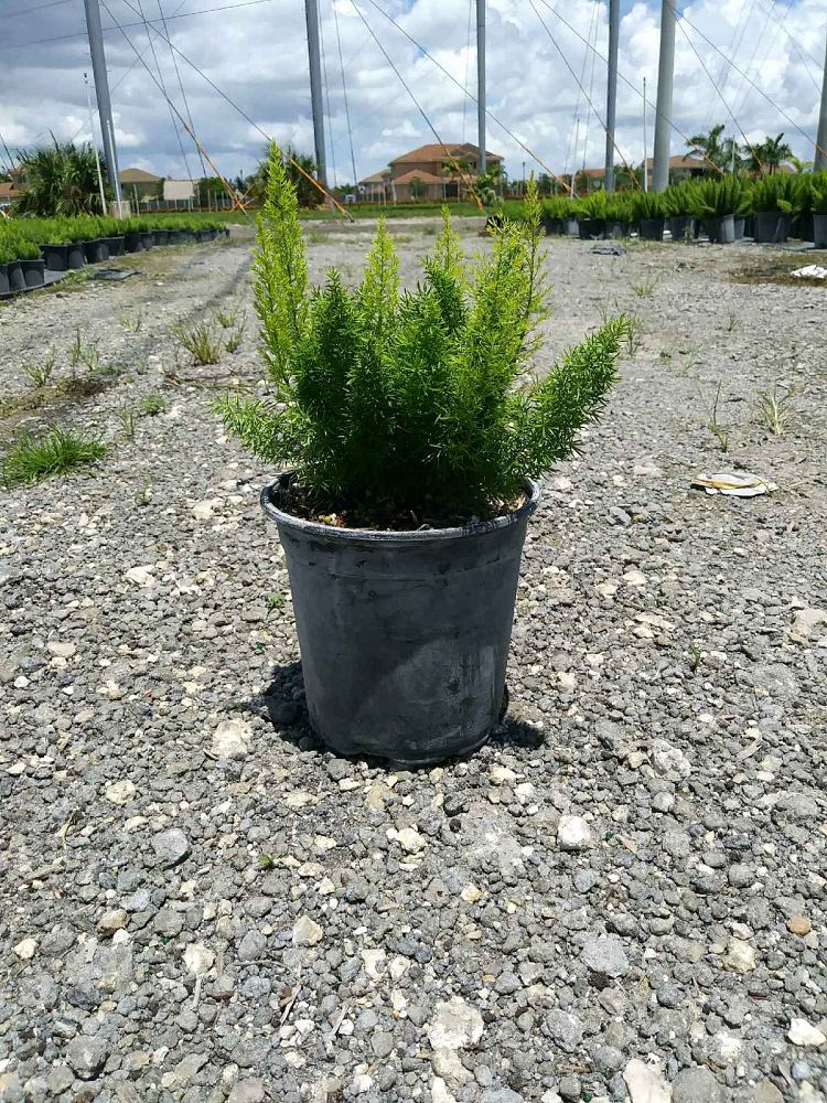asparagus-densiflorus-meyerii-foxtail-fern-asparagus-densiflorus-myers