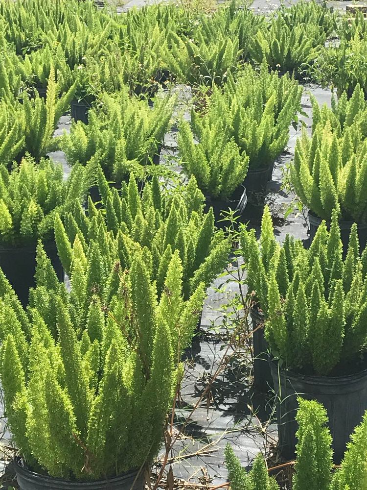 asparagus-densiflorus-meyerii-foxtail-fern-asparagus-densiflorus-myers